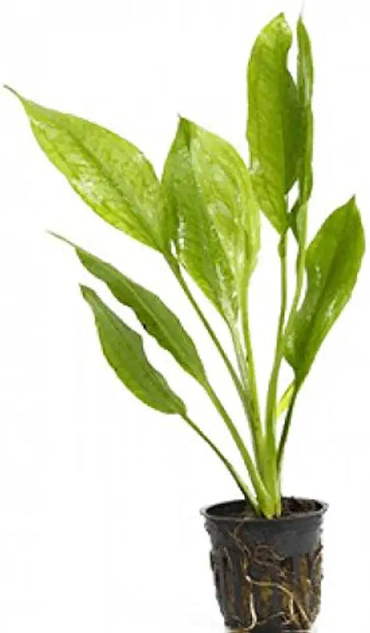 Potted Amazon Sword Plant - Beginner Tropical Live Aquarium Freshwater Plant