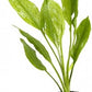 Potted Live Aquarium Plants Bundle - Easy and Snail Free Aquatic Plants (4 Pots)