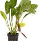 Potted Live Aquarium Plants | Freshwater Aquatic Plants for Aquariums (Ozelot Sword)