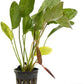 Potted Live Aquarium Plants | Freshwater Aquatic Plants for Aquariums (Ozelot Sword)