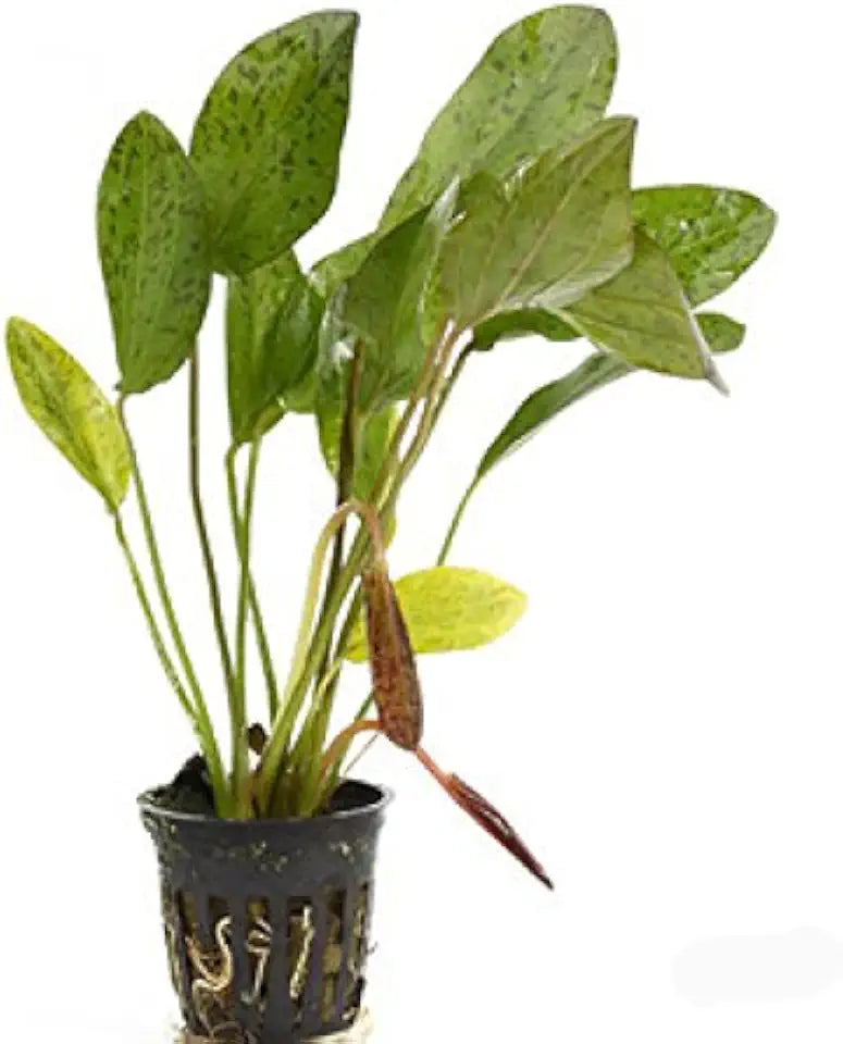Potted Live Aquarium Plants | Freshwater Aquatic Plants for Aquariums (Ozelot Sword)