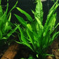 Florida 10 Species Live Aquarium Plants Bundle
