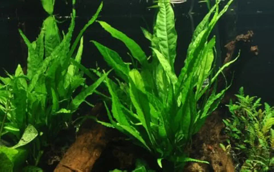 Florida 10 Species Live Aquarium Plants Bundle