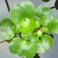 2 Water Hyacinth Bundle + 2 Water Lettuce - Live Pond Plants Bundle