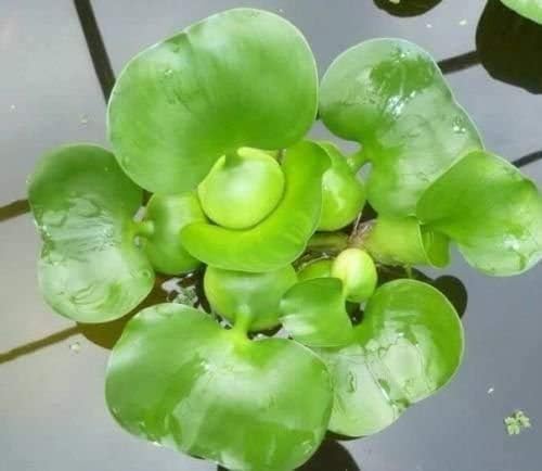 2 Water Hyacinth Bundle + 2 Water Lettuce - Live Pond Plants Bundle