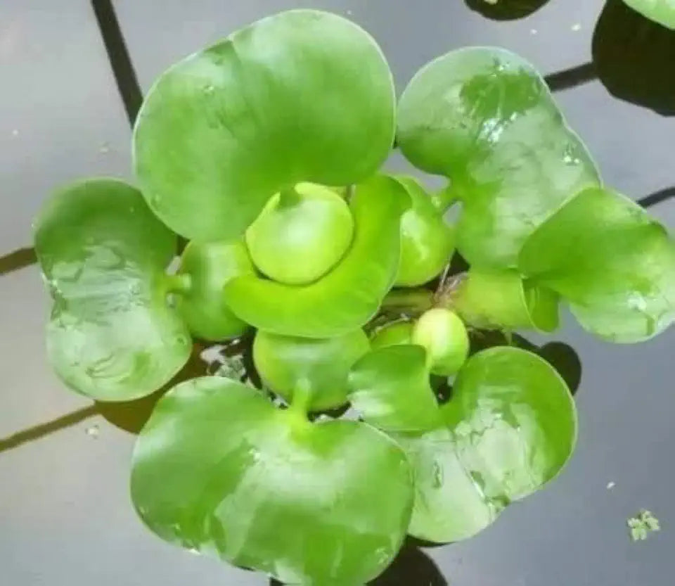 3 Water Hyacinth (Eichhornia crassipes) - Floating Live Pond Plants