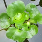 2 Water Lettuce + 2 Water Hyacinth Bundle - Floating Live Pond Plants for Outdoor Water Gardens