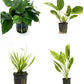 4 Potted Live Aquarium Plants Bundle - Anubia, Amazon Sword, Kleiner Bar, Narrow Leaf