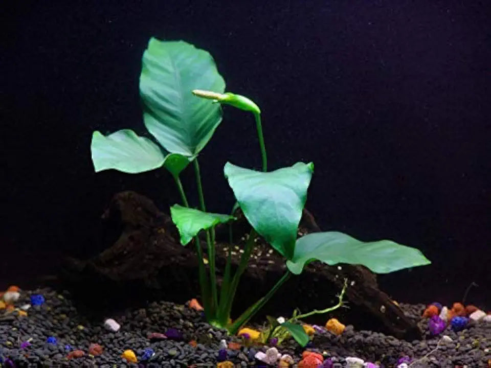 California Bundle - 25+ Stems / 6 Species Live Aquarium Plants Package