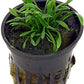 Foreground Potted Live Aquarium Plants | Freshwater Aquatic Plants for Aquariums (Potted Cryptocoryne Parva)