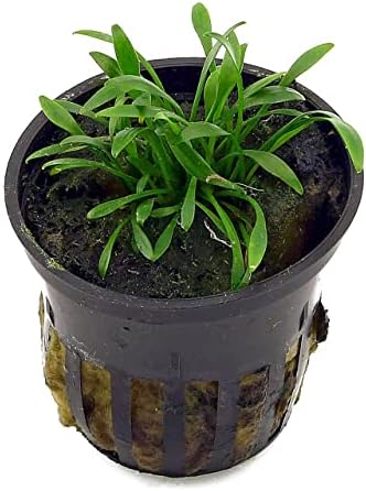 Foreground Potted Live Aquarium Plants | Freshwater Aquatic Plants for Aquariums (Potted Cryptocoryne Parva)