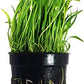 Foreground Potted Live Aquarium Plants | Freshwater Aquatic Plants for Aquariums (Potted Microsword)