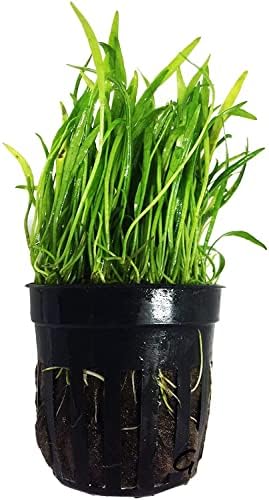 Foreground Potted Live Aquarium Plants | Freshwater Aquatic Plants for Aquariums (Potted Microsword)
