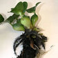 Floating Flowering Plant – Live Aquatic Plants for Ponds & Aquariums (5 Common Water Hyacinth (Eichhornia crassipes), 5, Count)