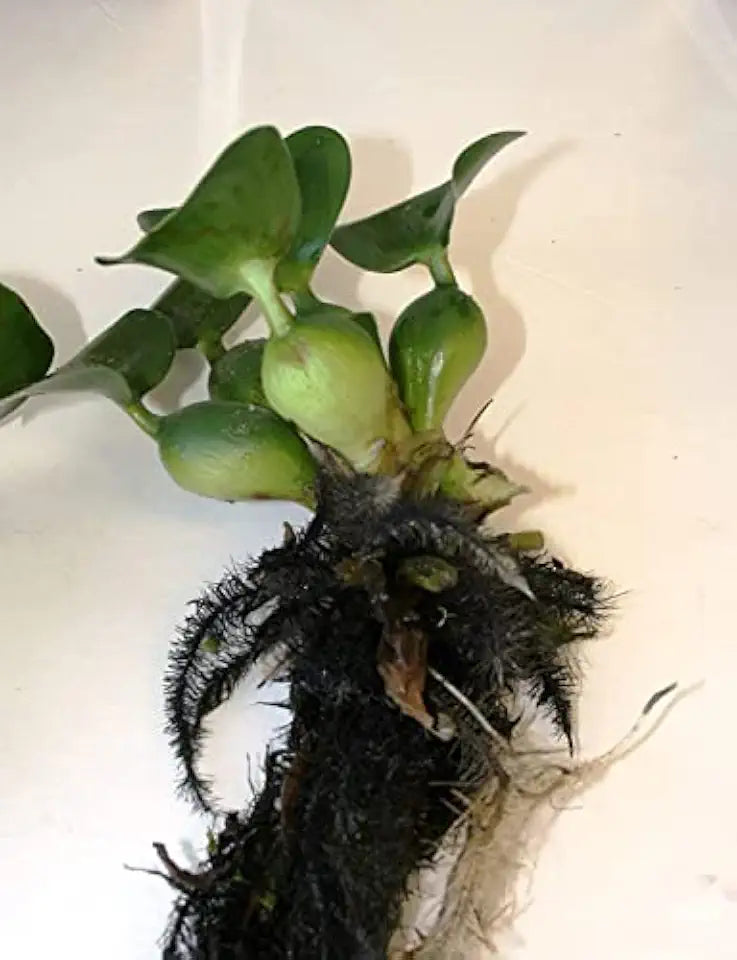 Floating Flowering Plant – Live Aquatic Plants for Ponds & Aquariums (5 Common Water Hyacinth (Eichhornia crassipes), 5, Count)