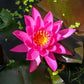 Mature Fully Grown Hardy Water Lily (Assorted Pink)