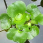 5 Water Hyancinth - Floating Water Garden Pond Plant