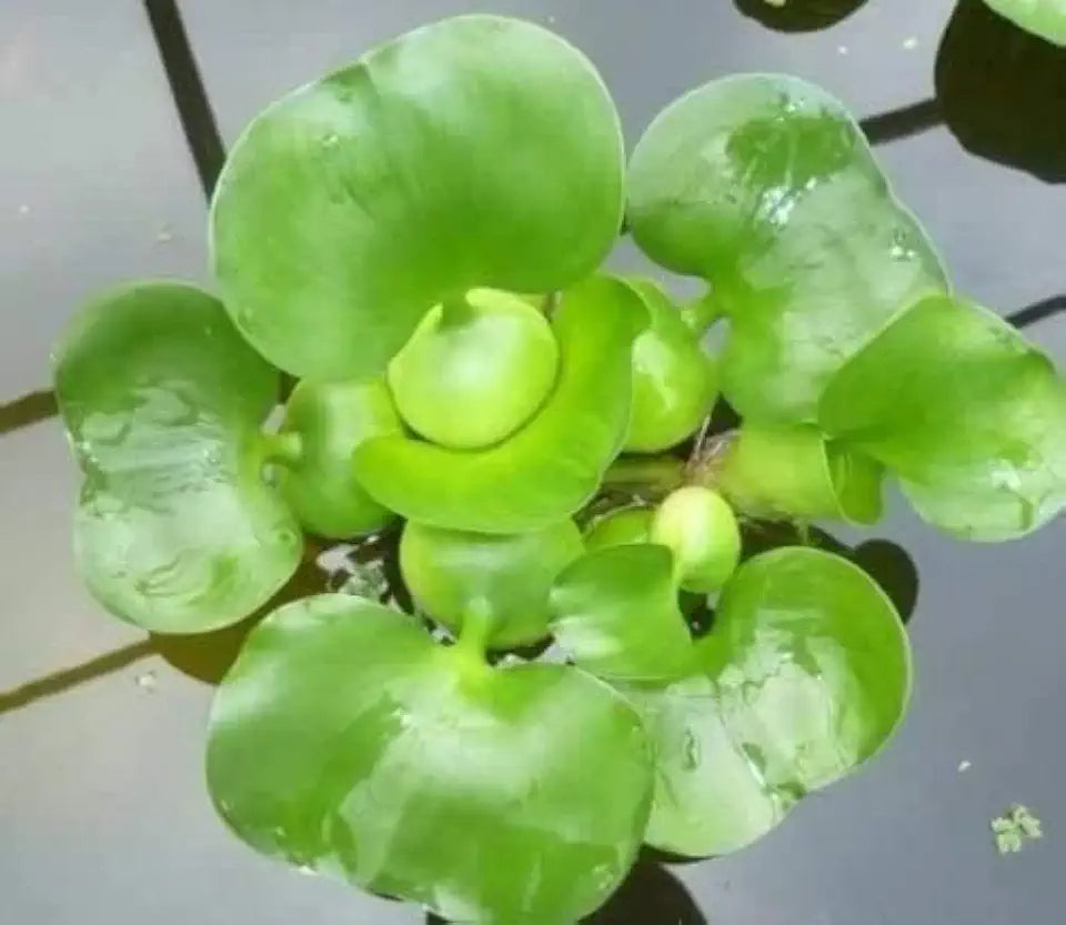 5 Water Hyancinth - Floating Water Garden Pond Plant