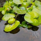 3 Water Hyacinth (Eichhornia crassipes) - Floating Live Pond Plants