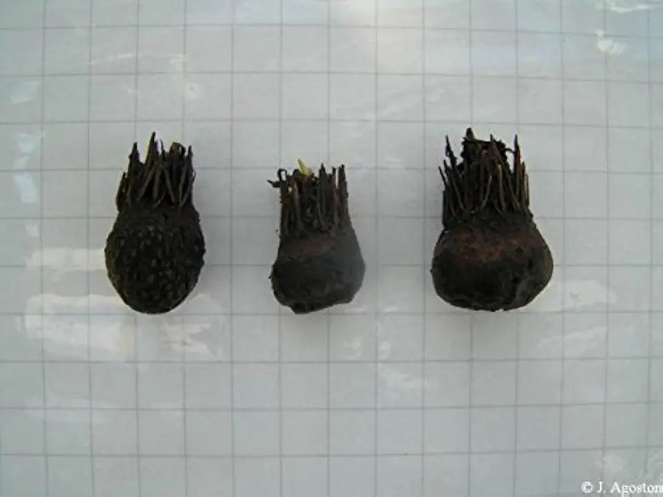 Aquatic Plant Bulbs - for Aquariums with temperatures Under 72F (Ulvaceus Apogoneton Bulb)