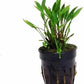 Potted Cryptocoryne Parva Live Aquatic Plant