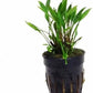 Potted Cryptocoryne Parva Live Aquatic Plant