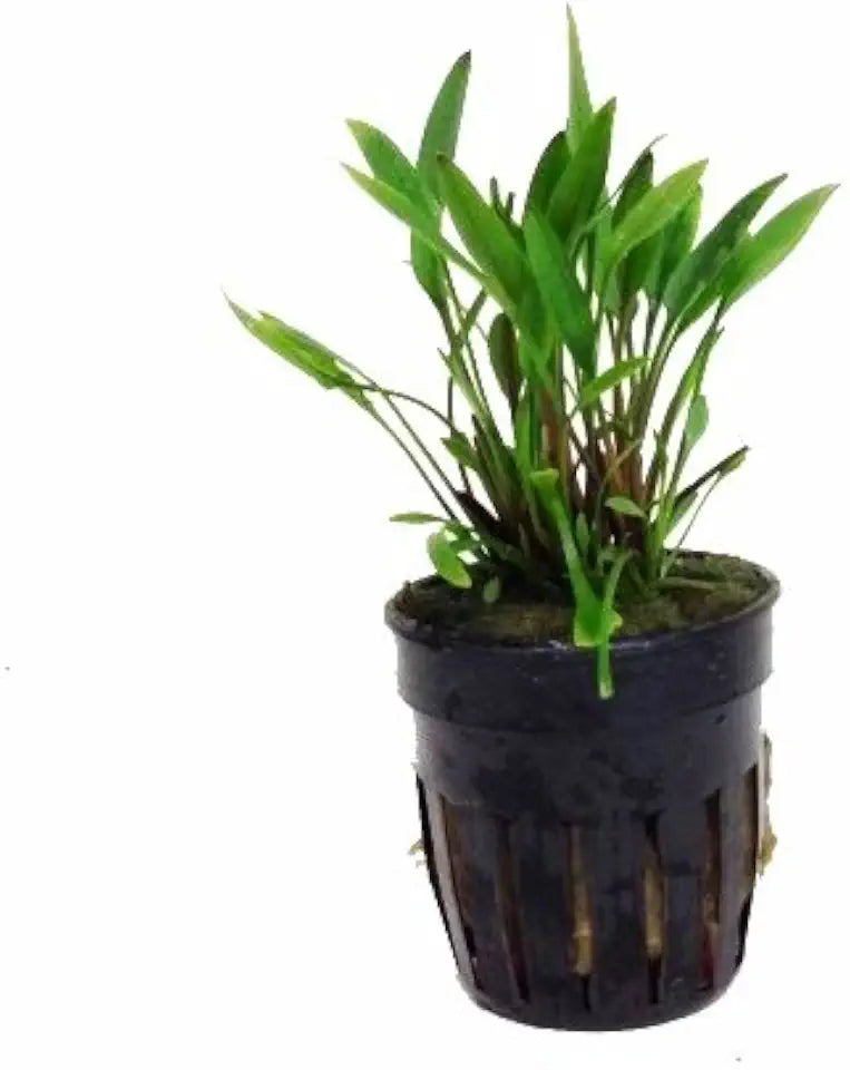 Potted Cryptocoryne Parva Live Aquatic Plant