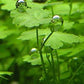 Aquarium Plants Discounts Potted Hydrocotyle SP.Japan Carpet Plant for Foreground | Aquarium Live Plant