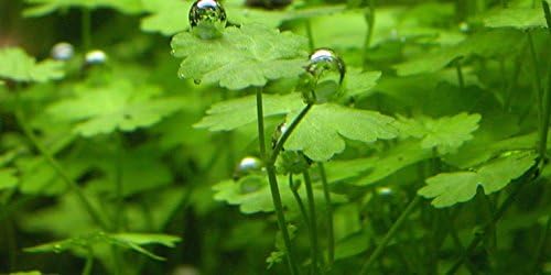 Aquarium Plants Discounts Potted Hydrocotyle SP.Japan Carpet Plant for Foreground | Aquarium Live Plant