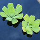 Water Lettuce - Floating Live Pond Plant