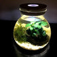 Anubia Petite on Lava Rock (2-3 Inches)