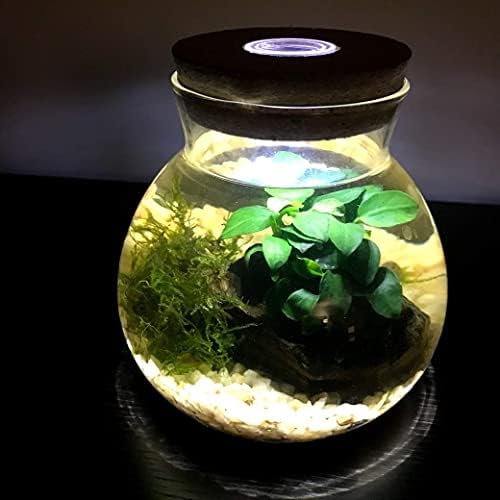 Anubia Petite on Lava Rock (2-3 Inches)