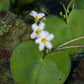 White Snowflake | Surface Pond Plants - Easy Water Garden Plants