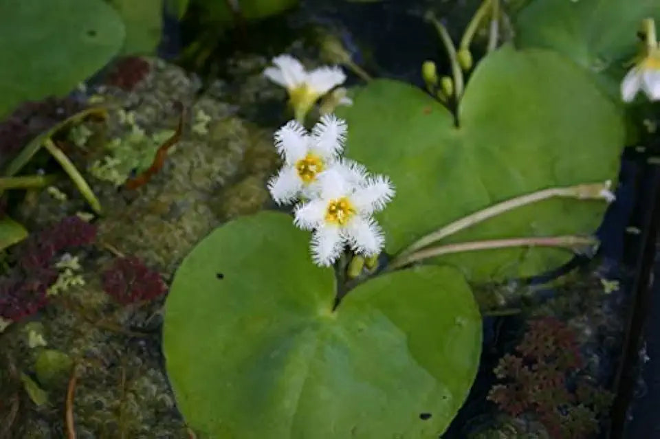 White Snowflake | Surface Pond Plants - Easy Water Garden Plants