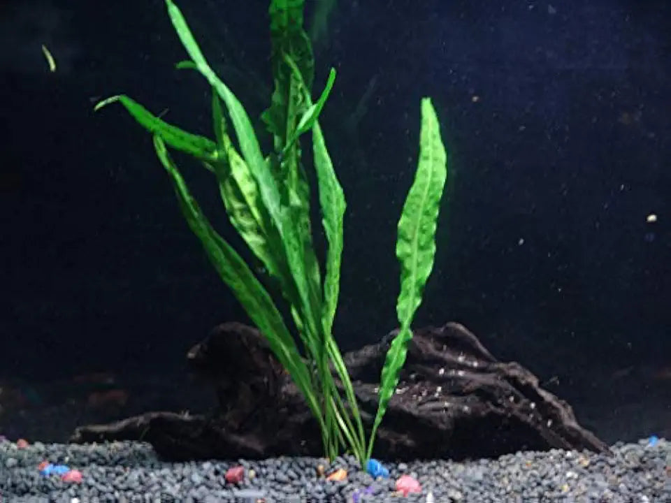 Cichlid Live Aquarium Plants Bundle