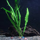 30+ Stems - 8 Species - - Anacharis, Amazon, Rotala, Ludwigia and More!