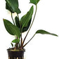 Potted Anubia Hastifolia Aquarium Plant