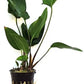 Potted Anubia Hastifolia Aquarium Plant