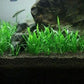 Foreground Potted Live Aquarium Plants | Freshwater Aquatic Plants for Aquariums (Potted Microsword)