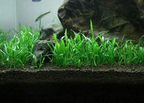 Foreground Potted Live Aquarium Plants | Freshwater Aquatic Plants for Aquariums (Potted Microsword)