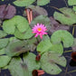 Mature Fully Grown Hardy Water Lily (Assorted Pink)