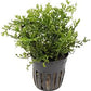 Foreground Potted Live Aquarium Plants | Freshwater Aquatic Plants for Aquariums (Potted African Fern | Bolbitis)