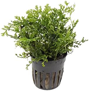 Foreground Potted Live Aquarium Plants | Freshwater Aquatic Plants for Aquariums (Potted African Fern | Bolbitis)