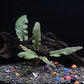 Cryptocoryne Wendtii Bronze - Beginner Tropical Live Aquarium Plant