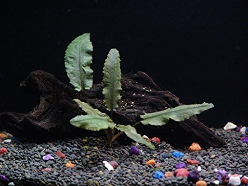 Cryptocoryne Wendtii Bronze - Beginner Tropical Live Aquarium Plant