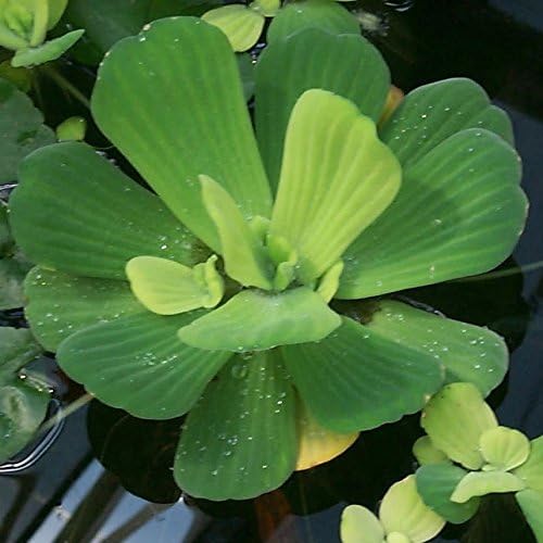 2 Water Hyacinth Bundle + 2 Water Lettuce - Live Pond Plants Bundle