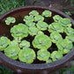 Water Lettuce - Floating Live Pond Plant