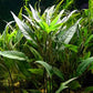 Texas Aquarium Plant Bundle - 20 Species Live Aquarium Plants Package