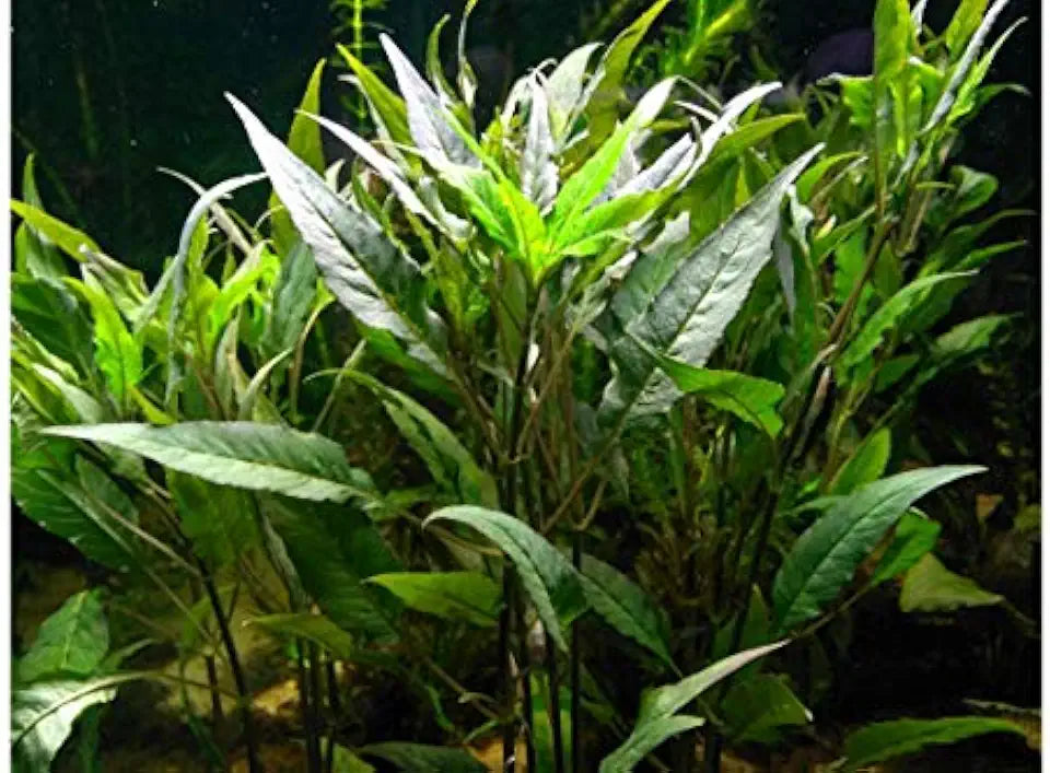 Texas Aquarium Plant Bundle - 20 Species Live Aquarium Plants Package