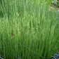 Dwarf Horsetail Rush Bog Pond Plant by AquaLeaf Aquatics - Easy Marginal Pond Plant